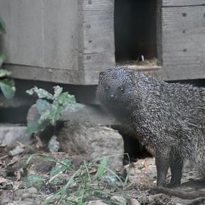 Iberian Mongoose