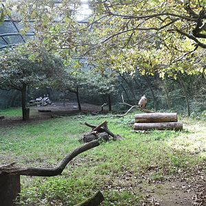 Griffon Vultures and Bonelli's Eagles Aviary