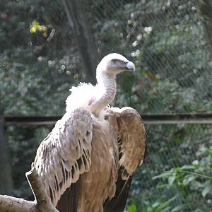 Griffon Vulture