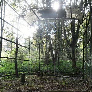 Booted Eagle and Common Buzzard Aviary