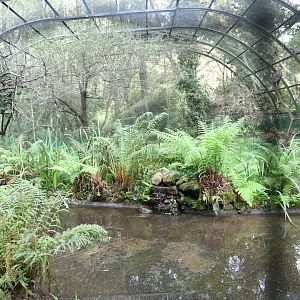 Short-toed Snake-eating Eagle Aviary
