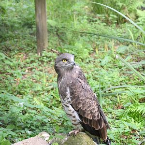 Short-toed Snake-eating Eagle