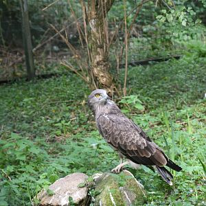 Short-toed Snake-eating Eagle