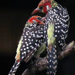 Red-and-yellow barbet (Trachyphonus erythrocephalus)