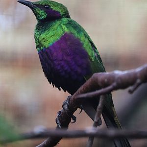 Emerald starling (Lamprotornis iris)
