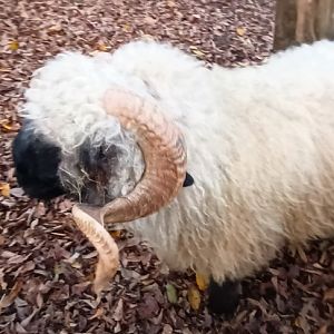 Valois Sheep