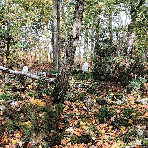 Inside the walkthrough Snowy Owl Aviary