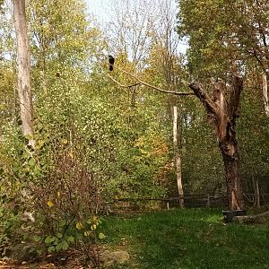 Inside the Eurasian walkthrough Aviary
