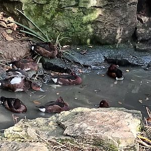 Ferruginous Ducks