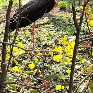 Black Stork