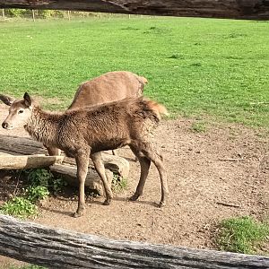 European red Deer