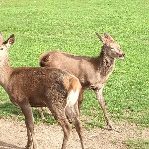 European red Deer