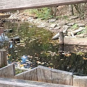 Eurasian river Otter Enclosure