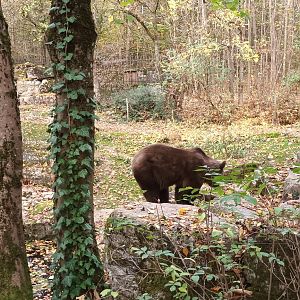 European brown Bear Enclosure