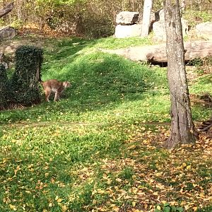 Eurasian Lynx Enclosure