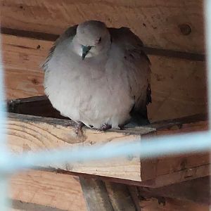 Sunda collared dove (Streptopelia bitorquata) at the Wildfreigehege Nöttler Berg in Searbeck