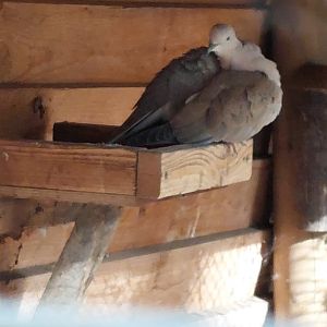 Sunda collared dove (Streptopelia bitorquata)