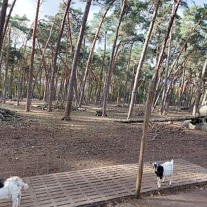 European fallow deer and African Pygmy goat exhibit