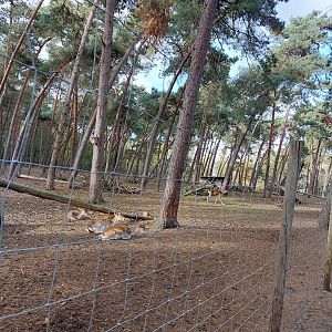 European fallow deer and African Pygmy goat exhibit