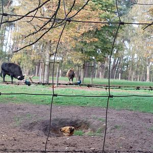 Heck cattle + free roaming birds