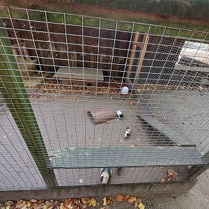 Guinea pig exhibit #1