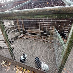Domestic rabbit exhibit #1