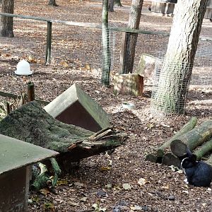 Domestic rabbit exhibit #2