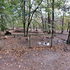 Large waterfowl exhibit
