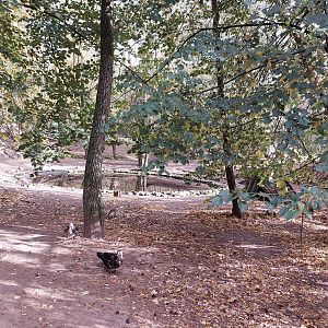 Large waterfowl exhibit with pond
