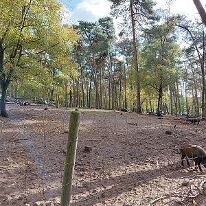Wild boar exhibit