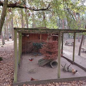 Aviary with golden pheasents, english fantail pidgeons and sebright chicken