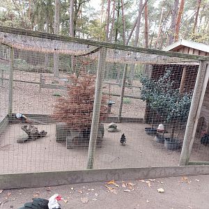 Aviary with Lady Amherst's pheasants, frillbackpidgeons and japanese bantam chicken