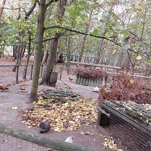 Ruddy shelduck exhibit with chiken coops in the background