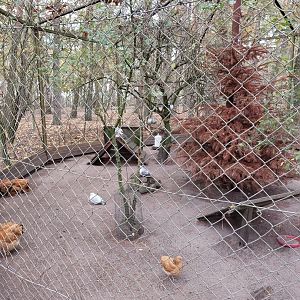 Aviary with westfälischer totleger chicken and ice pidgeons