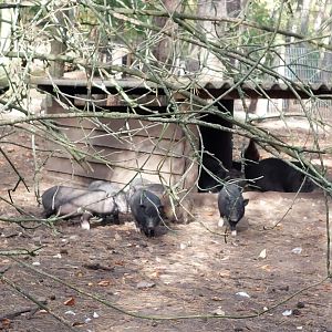 Vietnamese Pot-bellied pigs
