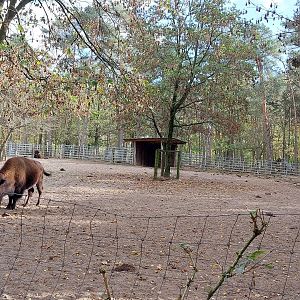 Wood bison (Bison bison athabascae)