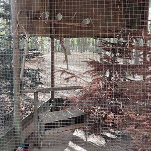 Aviary with goldenpheasents, japanese bantam chicken and king pidgeons