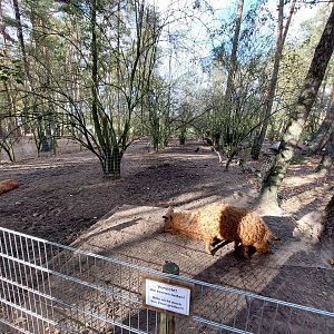 Mangalica pigs