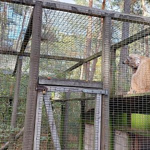 Eurasian lynx cleaning itself