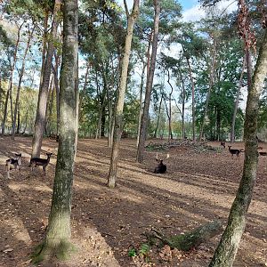 European fallow deer (black morph)