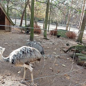 Greater rheas