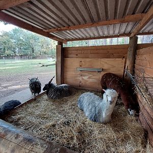 Alpaca and racka sheep