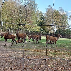 Red deer herd