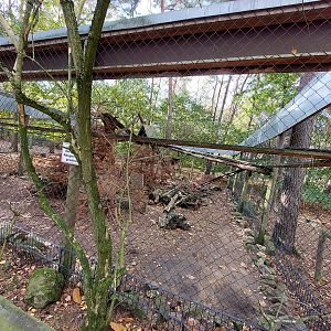 Common raccoon exhibit