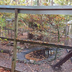 European mink exhibit