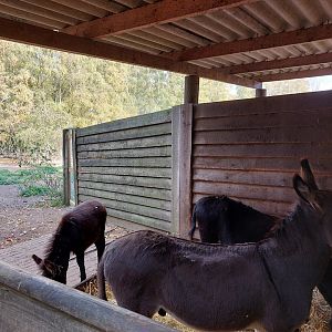 Miniature donkeys