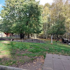 Valais blackneck goats