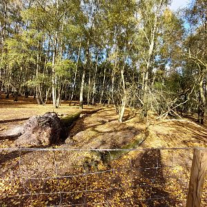 European roe deer exhibit