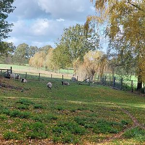 Scotish Blackface sheep