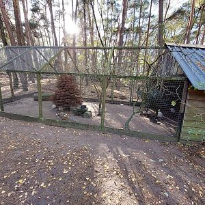 Aviary with Reeves's pheasants and chinese silk chicken